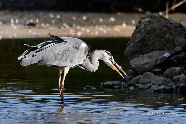Graureiher - Fischreiher - Grey heron - #2587