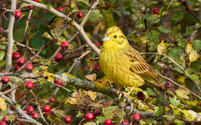 Goldammer - Yellowhammer - #9028