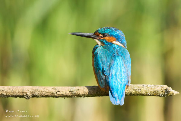 Eisvogel Männchen - Kingfisher Male - #1406
