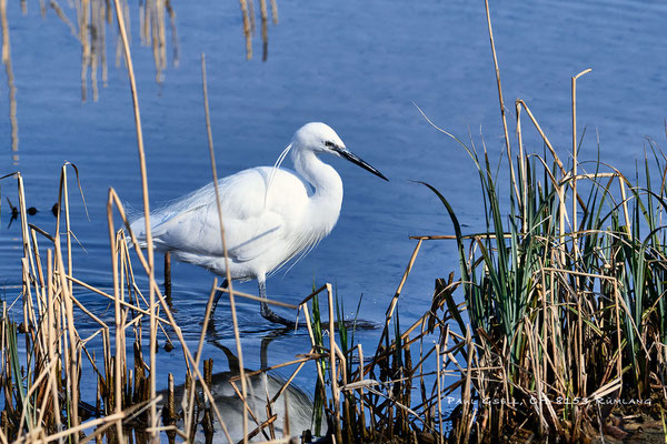 Seidenreiher im Prachtkleid - Little Egret - #9719