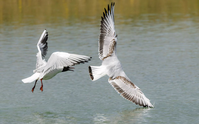 Lachmöwen - Black-headed Gulls - #0928