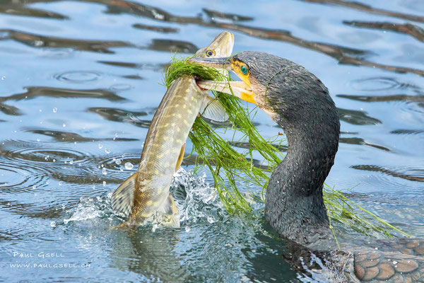 Kormoran - Great Cormorant - #0086