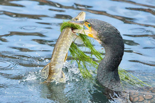 Kormoran - Great Cormorant - #0086