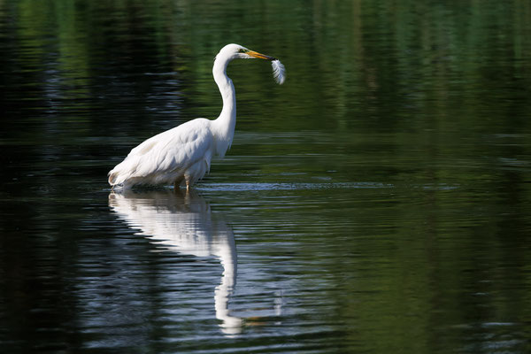 Silberreiher - Great Egret  #1756