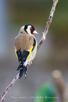 Stieglitz - Carduelis carduelis - Goldfinch - #7201
