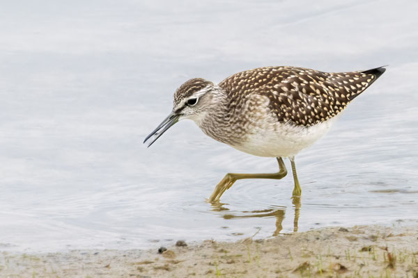 Bruchwasserläufer - Wood Sandpiper - #3534