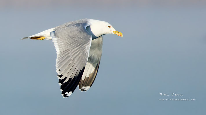 Mittelmeermöwe - Yellow-legged Gull - #7669