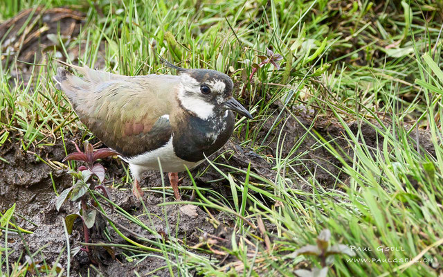 Kiebitz - Lapwing - #2767
