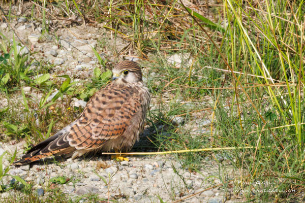 Turmfalke - Common Kestrel - #9447