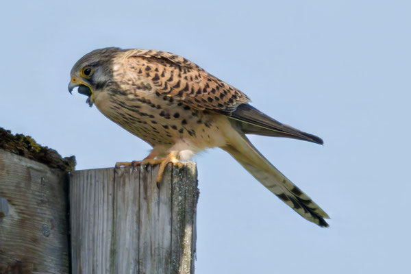 Turmfalke - Kestrel - #9580