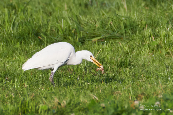 Kuhreier - Cattle Egret - #6447