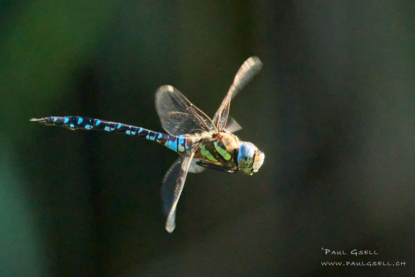 Mosaikjungfer - Blue-eyed Hawker - #8768