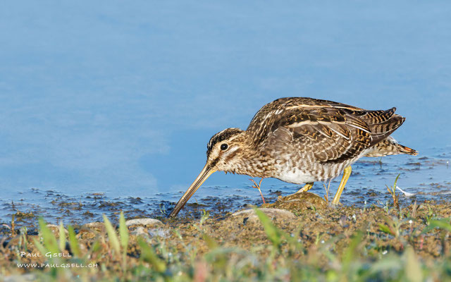 Bekassine - Common Snipe - #0455