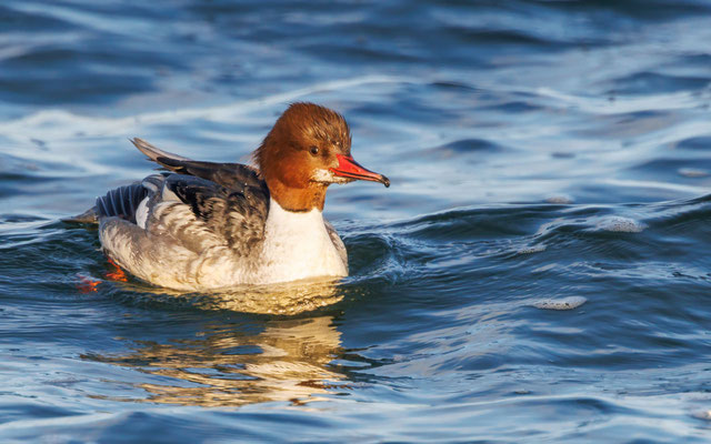 Gänsesäger Weibchen -  Common Merganser Female - #2548