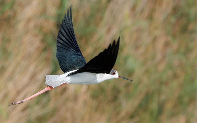 Stelzenläufer - Black-winged Stilt - #0848