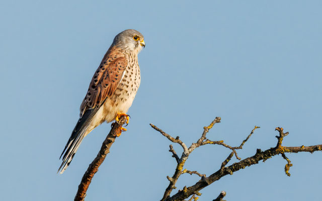 Turmfalke - Kestrel - #2384
