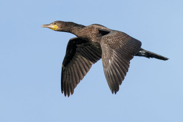 Kormoran - Great Cormorant - #4892