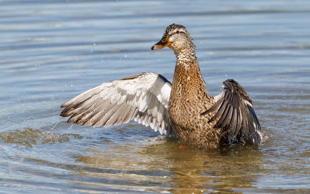Stockente - Mallard