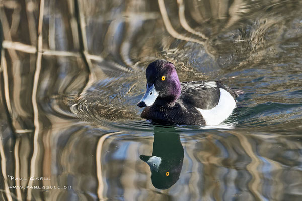 Reiherente Männchen - Tufted Duck Male - #2363