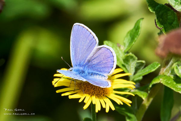 Hauhechel-Bläuling - Common blue butterfly - #3896