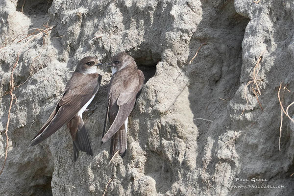 Uferschwalben - Sand Martins - #5641