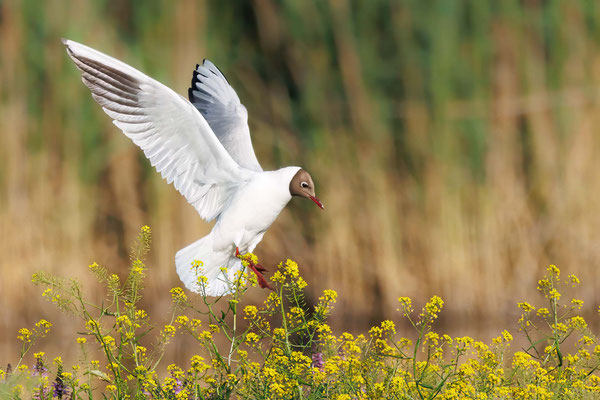 Lachmöwe - Black-headed Gull - #9468
