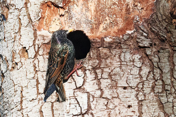 Star - Common Starling - #2675