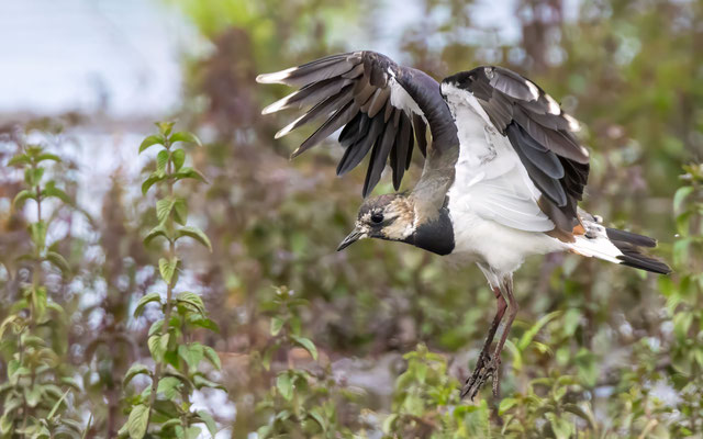 Kiebitze - Lapwings - #0946