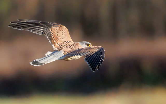 Turmfalke - Kestrel - #2426