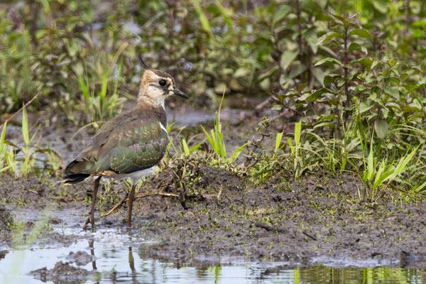 Kiebitz - Lapwing - #0875