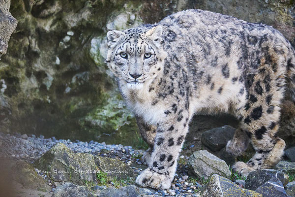 Schneeleopard (Panthera uncia) im Zoo Zürich - #5676