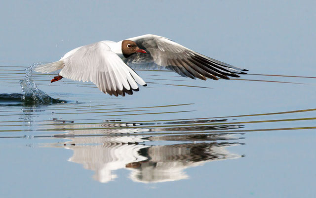 Lachmöwe - Black-headed Gull - #8511