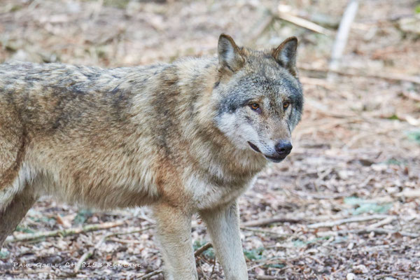 Wolf im Tierpark Langenberg - #6624