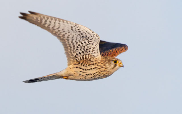 Turmfalke - Kestrel - #7708