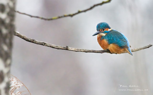 Eisvogel Männchen - Kingfisher Male - #1786