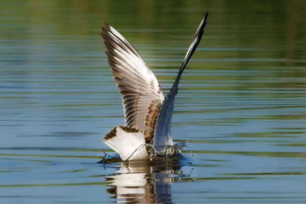 Lachmöwe - Black-headed Gull - #9556