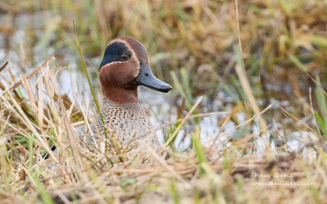 Krickente Männchen - Eurasian Teal Male - #0192
