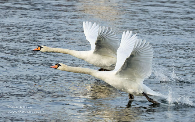 Höckerschwäne - Mute Swans - #3933