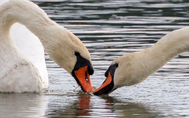 Höckerschwäne - Mute Swans - #3014-2