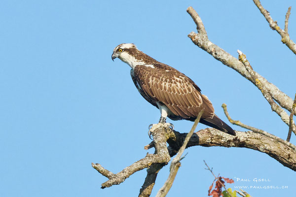 Fischadler - Osprey - #2476