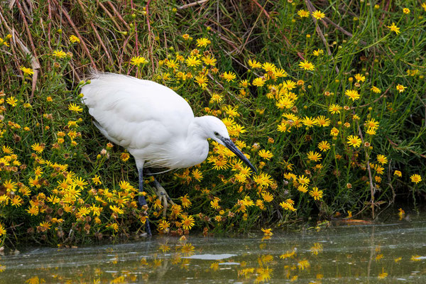 Seidenreiher - Little Egret - #3852