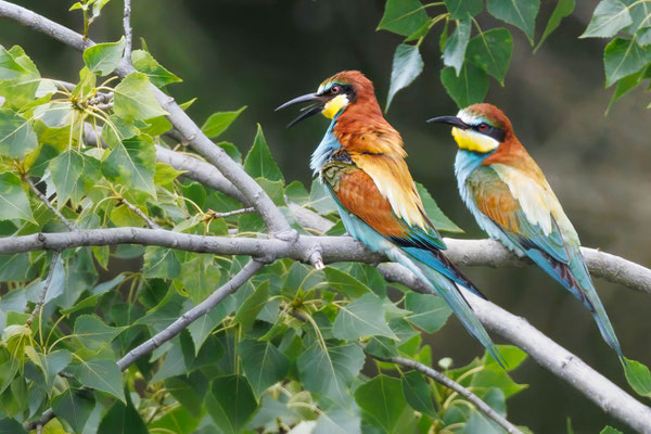 Bienenfresser - Bee-eater - #8379