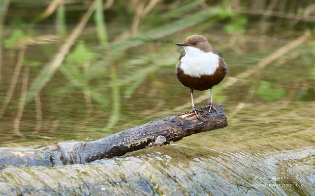 Wasseramsel - White Throated Dipper - #8800