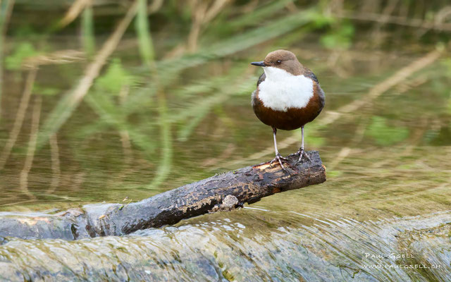 Wasseramsel - White Throated Dipper - #8800
