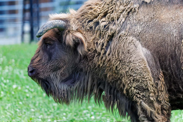 Wisent - European Bison - #4740