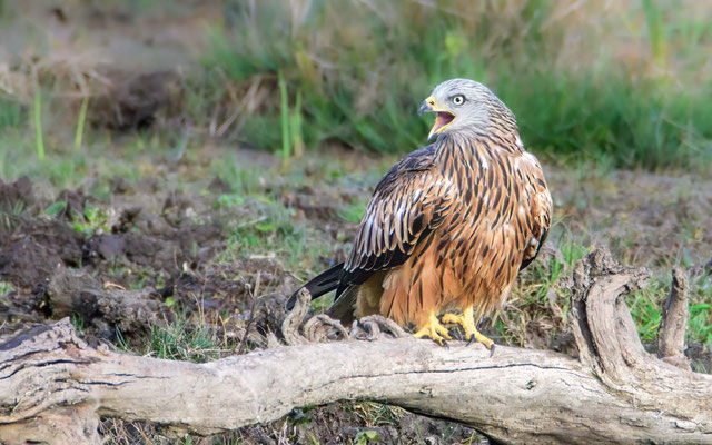 Rotmilan - Red Kite - #9256
