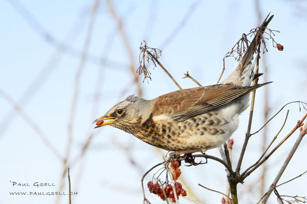 Wacholderdrossel - Fieldfare - #0894