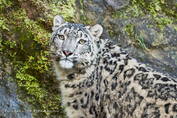 Schneeleopard (Panthera uncia) im Zoo Zürich - #6218