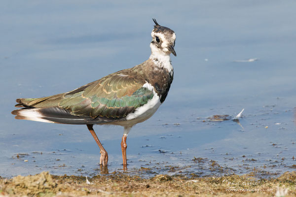 Kiebitz - Lapwing - #9921