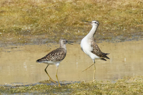 Bruchwasserläufer - Wood Sandpipers - #7282